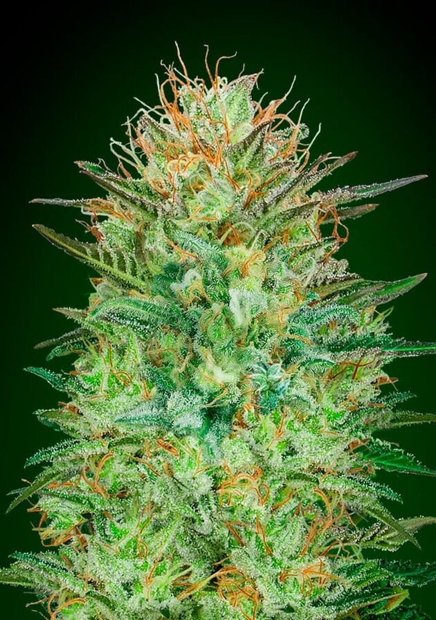 Auto Sweet Critical feminised cannabis seeds by 00 Seeds for indoor and outdoor